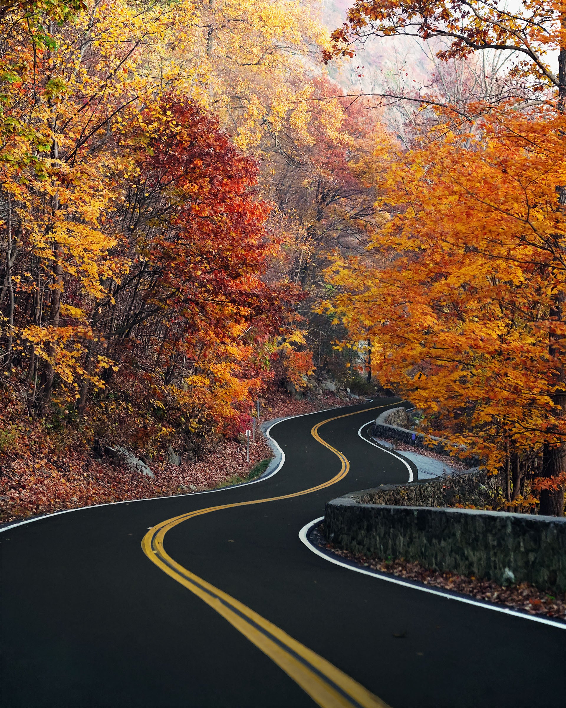 Fall foliage surrounds a winding road in the Northeast USA.