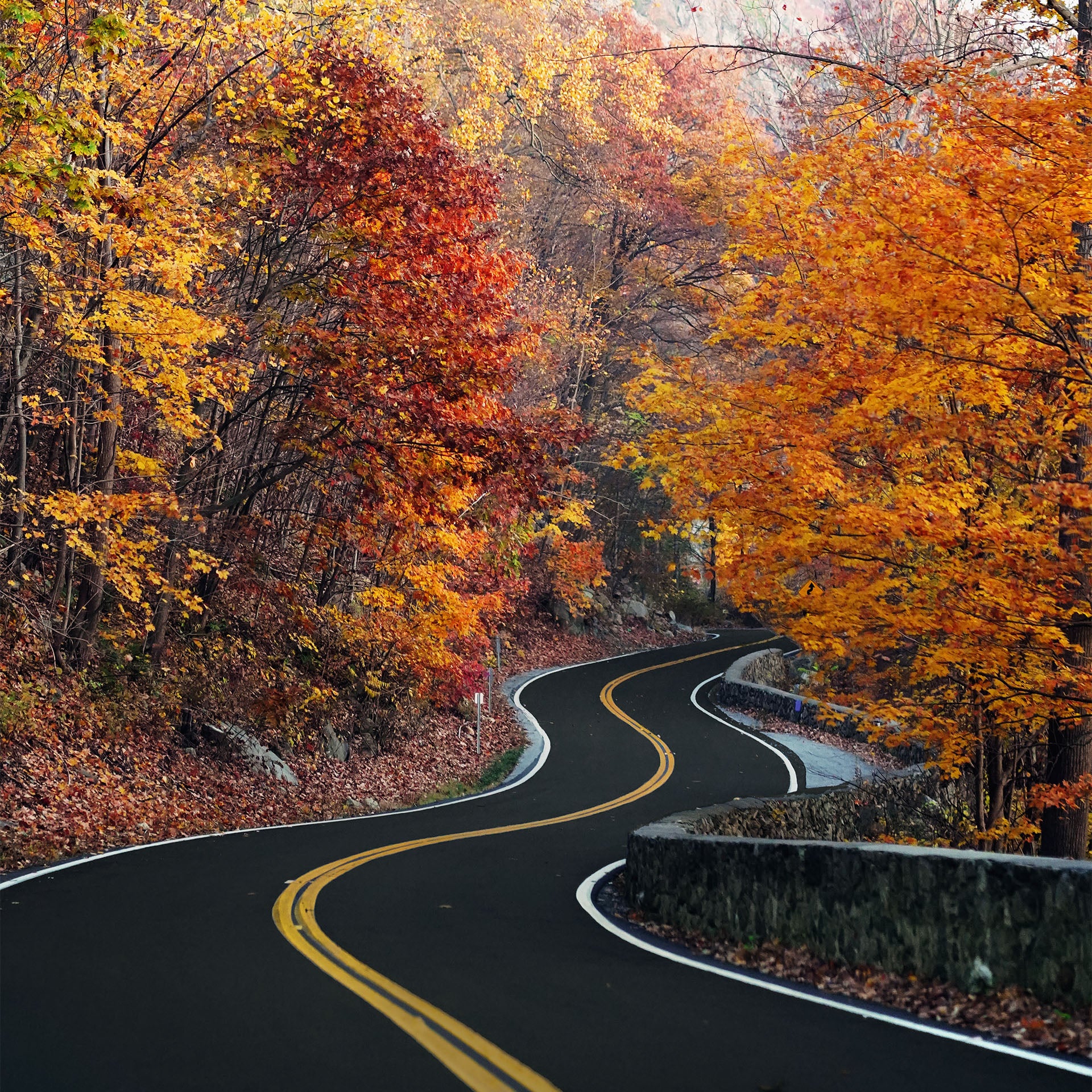 Fall foliage surrounds a winding road in the Northeast USA.
